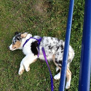 Amy bewacht die Rinder 8=)