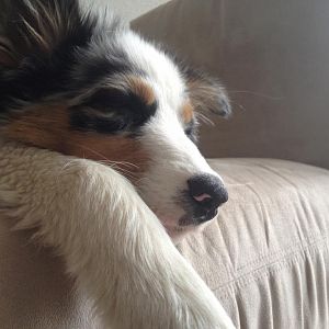 Ein Aussieleben ist sooo anstregend