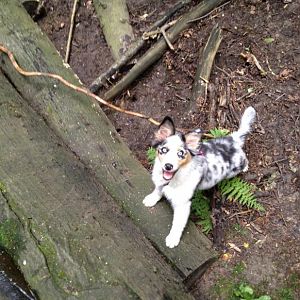 Amy im Wald beim Klettern