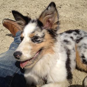 Amy beim Toben auf dem Reitplatz