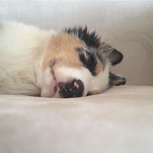 Amy nach der Welpenspielstunde 8=)