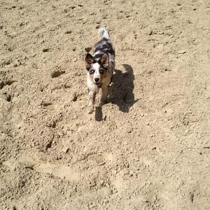 Panierte Aussie Dame <3