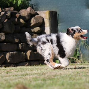 Schnell wie der Wind