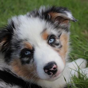 einfach mal süß gucken 8=)