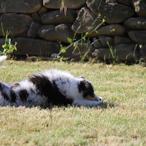 Aussie haben einen Knall <3