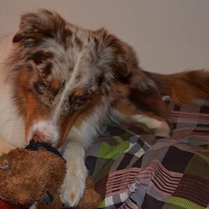 Gismo und sein Teddy :)