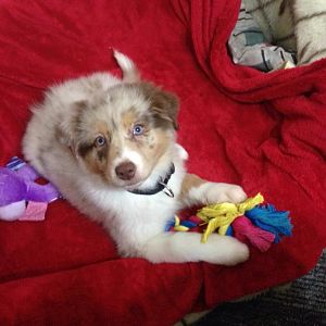 Mit Spielzeug im Korb