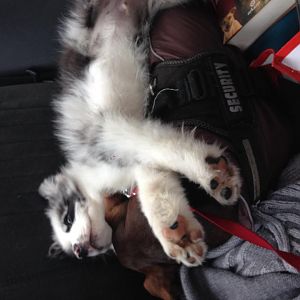 Auf Newton schlafen ist toll