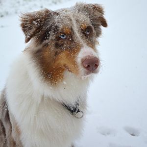 Gismo im Schnee