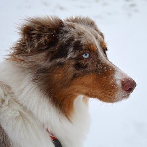 Gismo im Schnee