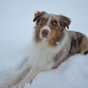 Gismo im Schnee