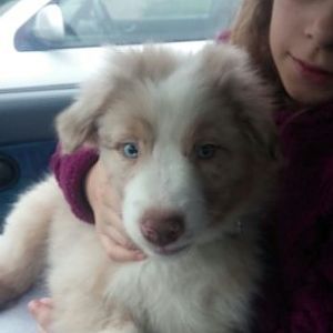 Milow auf dem Weg ins neue Zuhause