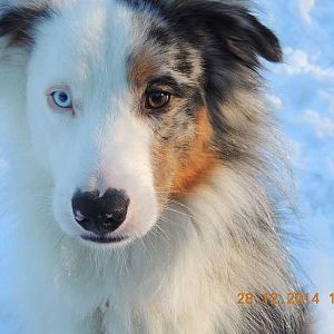 Im Schnee