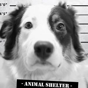 Festnahme nach Lebensmitteldiebstahl