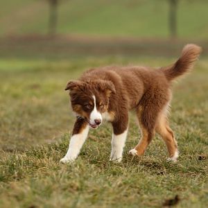 01 IMG 1468

Unser Wolf *g*