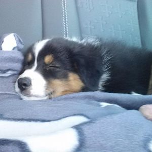 grad vom Züchter geholt