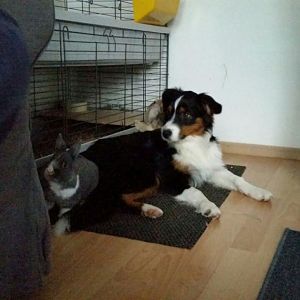 Kaninchen sind Freunde, kein Futter!