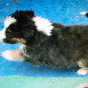 Sam, noch bei der Züchterin