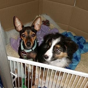 Sam und Ronja bei mir in der Arbeit