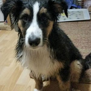 Nicht lachen, Frauchen`s Idee mit dem Bad