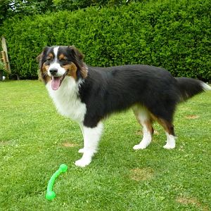 P1210356http://www.aussie.de/forum/album.php?albumid=1108&attachmentid=68345