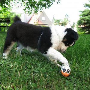 Erste Bekanntschaft mit einer Ente