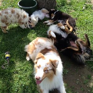 Vorne im Bild ist Papa Cash, rechts Mama