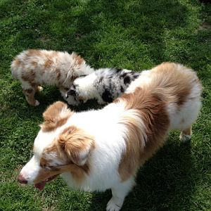 und hier noch mal der hübsche Papa von Amy