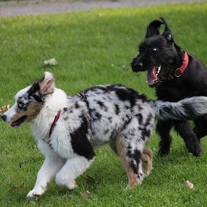 Amy und Kira beim Toben