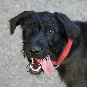 Kira total geschafft vom Toben