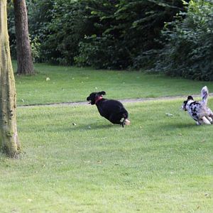 und die nächste Runde um den Baum