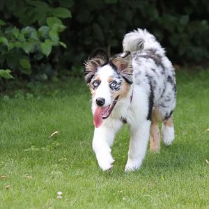 Amy total erledigt vom Toben