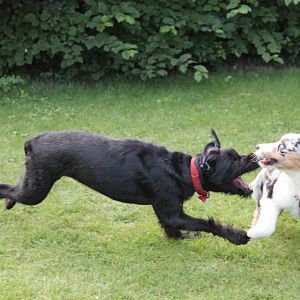 Jetzt war Kira mal mit Fangen dran