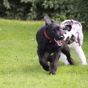 Amy beißt Kira in den Po