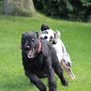 immer noch am Po beißen