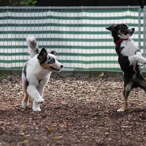 Amy wundert sich über den kleinen boxenden Mini Aussie 8=)