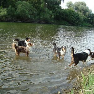 Aussietrefhttp://www.aussie.de/forum/album.php?albumid=362&attachmentid=7265fen Weixerau 040