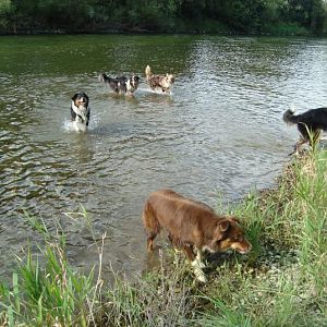 Aussietreffen Weihttp://www.aussie.de/forum/album.php?albumid=362&attachmentid=7268xerau 042