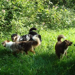 Aussietreffenhttp://www.aussie.de/forum/album.php?albumid=362&attachmentid=7269 Weixerau 047