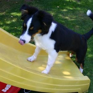 Rutschbahn ich will immer noch rauf