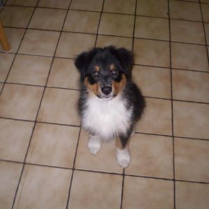 040612 006http://www.aussie.de/forum/album.php?albumid=369&attachmentid=7361