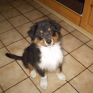 037http://www.aussie.de/forum/album.php?albumid=369&attachmentid=7362