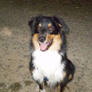 jack am14.08.12 009http://www.aussie.de/forum/album.php?albumid=369&attachmentid=7363