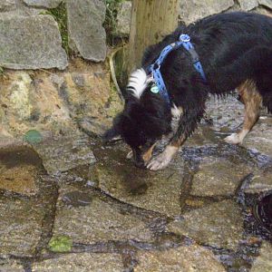 jack am14.08.12 020http://www.aussie.de/forum/album.php?albumid=368&attachmentid=7364