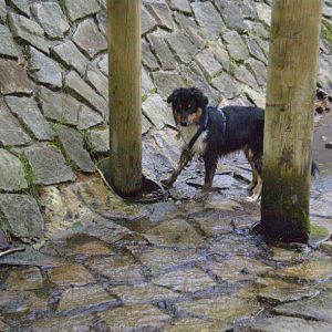 jack am14.08.12 022http://www.aussie.de/forum/album.php?albumid=368&attachmentid=7365