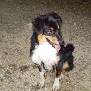 jack am14.08.12 007http://www.aussie.de/forum/album.php?albumid=368&attachmentid=7368