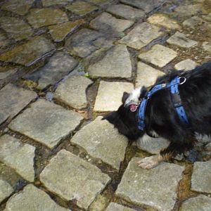 jack am14.08.12 016http://www.aussie.de/forum/album.php?albumid=368&attachmentid=7369