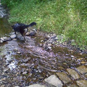 jack am14.08.12 018http://www.aussie.de/forum/album.php?albumid=368&attachmentid=7370