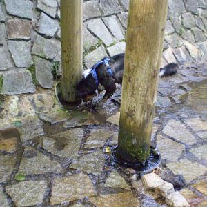 jack am14.08.12 015http://www.aussie.de/forum/album.php?albumid=368&attachmentid=7371