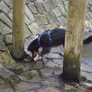 jack am14.08.12 025http://www.aussie.de/forum/album.php?albumid=368&attachmentid=7372